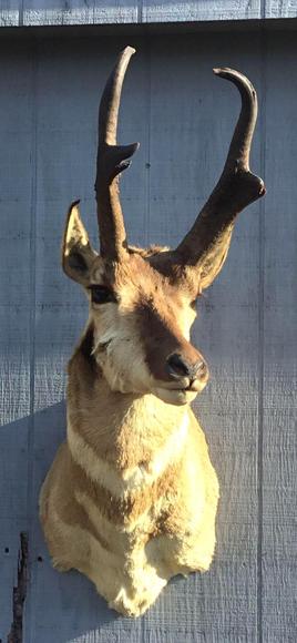 Image for Live and Online - Firearms, Accessories and Taxidermy Auction featuring an Original 1847 Colt Walker #122 attributed to C-Company of the Texas Rangers: 12-18-18