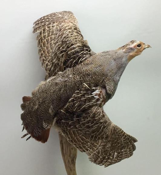 Image for Live and Online - Firearms, Accessories and Taxidermy Auction featuring an Original 1847 Colt Walker #122 attributed to C-Company of the Texas Rangers: 12-18-18