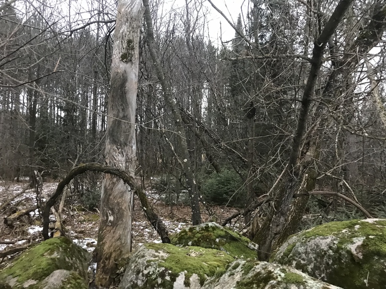 Image for Ready Trust - Approx 20 Acres - Great Wildlife Habitat