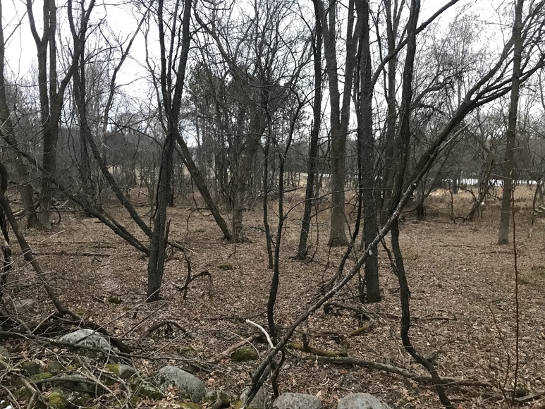 Image for Ready Trust - Approx 20 Acres - Great Wildlife Habitat