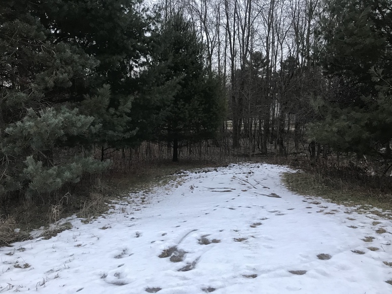 Image for Ready Trust - Approx 1.38 Acres - Buildable Lot