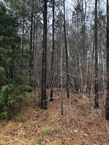 Image for Land Auction (Nathalie, VA)