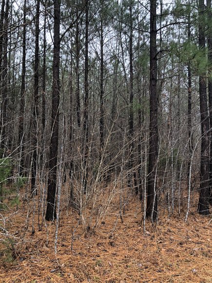 Image for Land Auction (Nathalie, VA)