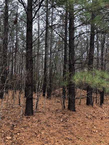 Image for Land Auction (Nathalie, VA)