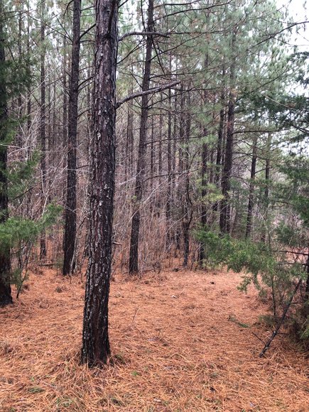 Image for Land Auction (Nathalie, VA)