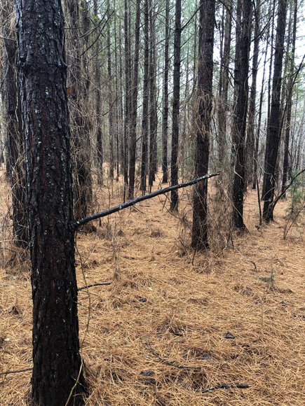 Image for Land Auction (Nathalie, VA)