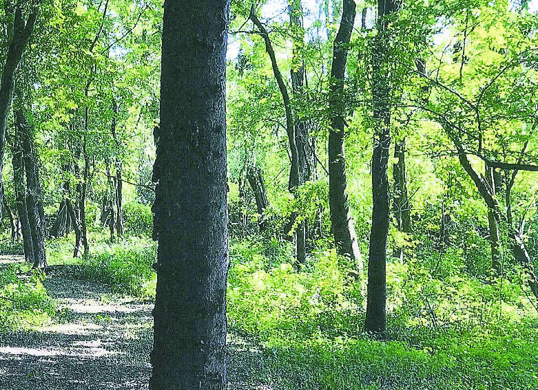 Image for 80± Acres of Land, Perfect for Hunting