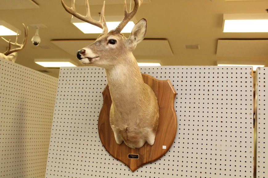 Image for Gallery Auction with Outdoor Sporting: 2-21-19