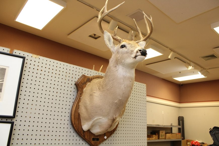 Image for Gallery Auction with Outdoor Sporting: 2-21-19