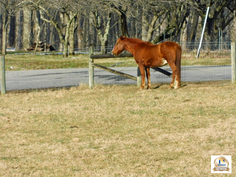 Image for 3 BR/2 BA Home on 11.7 +/- Acres w/12 Stall Barn, 3 Pole Barns, Fencing & Amazing Mountain Views in Madison County, VA--Sells to the Highest Bidder!!