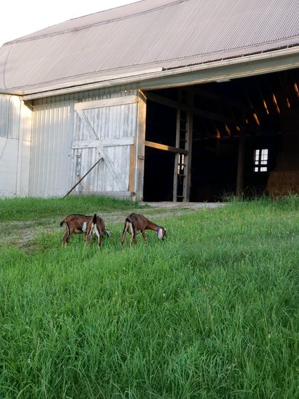 Image for (+/-) 144 Acre Farm Auction - Berks County