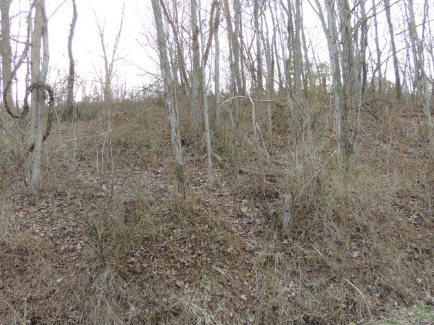 Image for 0.65 Acre Wooded Lot