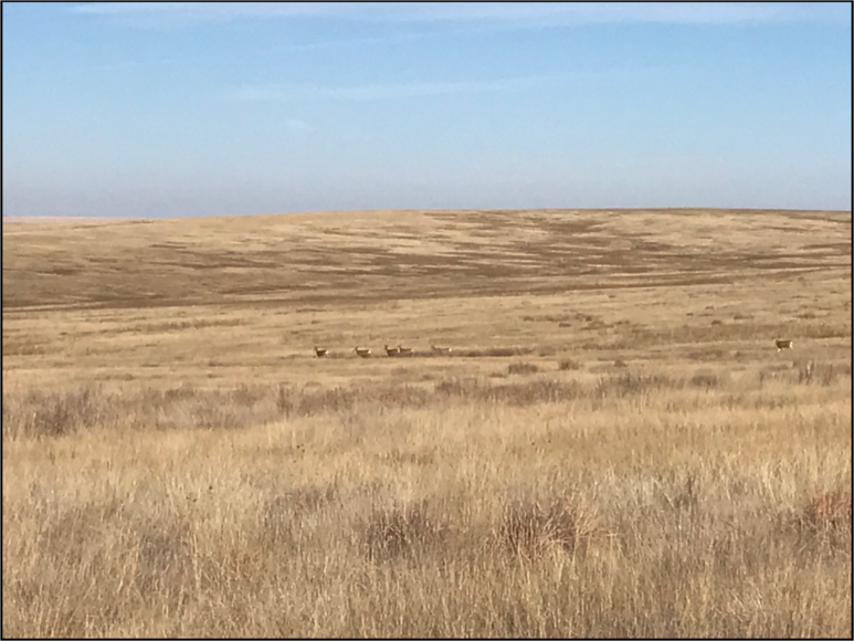 Image for CHRISTINE A. GRAVESEN AUCTION - SUCCESSFUL AUCTION - SOLD $257,000.00