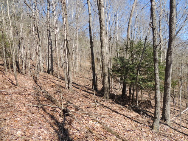 Image for 31.69 Acres Recreational & Hunting Land