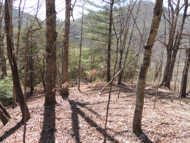 Image for 31.69 Acres Recreational & Hunting Land