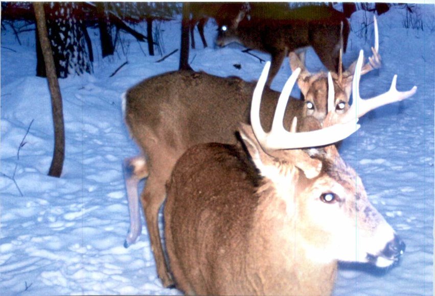 Image for Approximately 160 acres on Nature Rd, Section 15 Town of Matteson, Waupaca County.