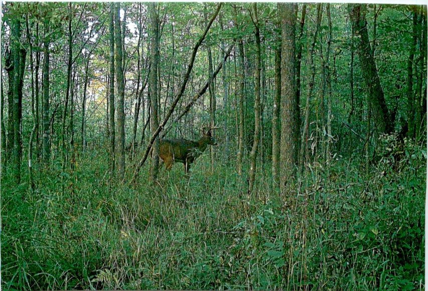 Image for Approximately 160 acres on Nature Rd, Section 15 Town of Matteson, Waupaca County.