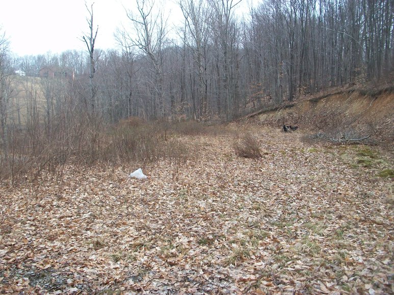 Image for LAND AUCTION: 40+/- ACRES IN ELKINS, WV