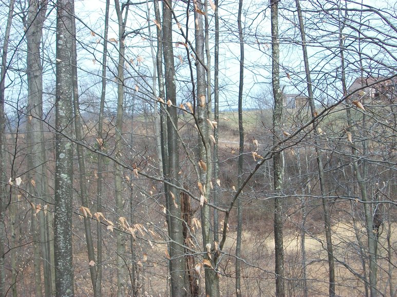 Image for LAND AUCTION: 40+/- ACRES IN ELKINS, WV