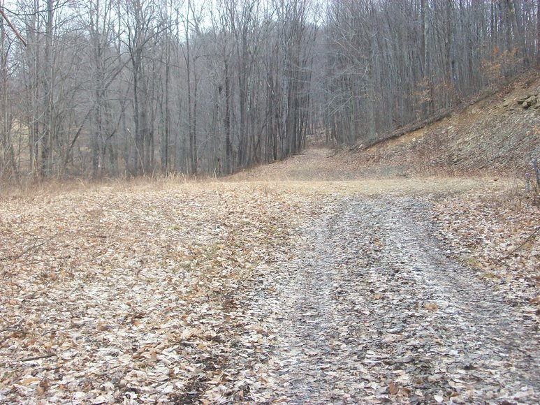 Image for LAND AUCTION: 40+/- ACRES IN ELKINS, WV