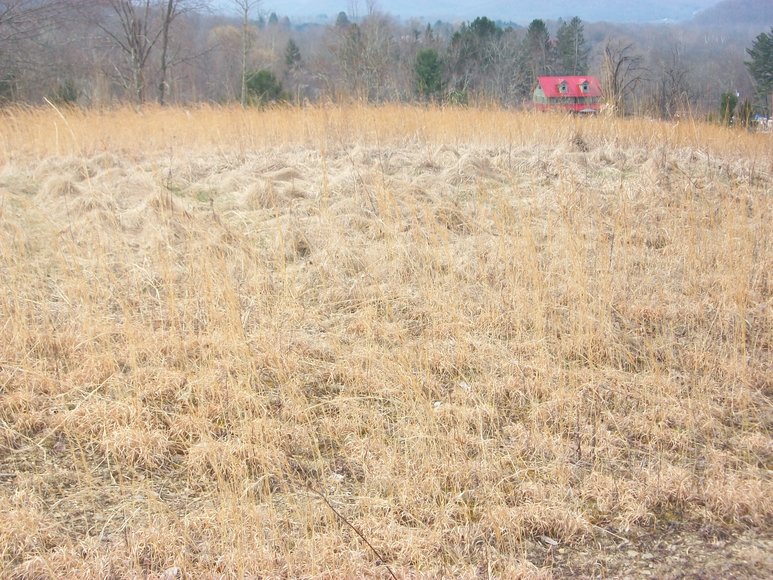 Image for LAND AUCTION: 40+/- ACRES IN ELKINS, WV