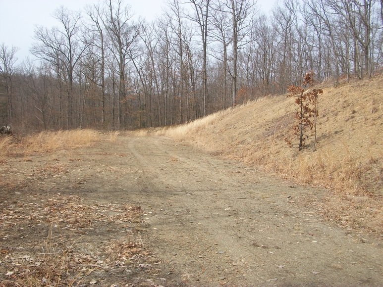 Image for LAND AUCTION: 40+/- ACRES IN ELKINS, WV