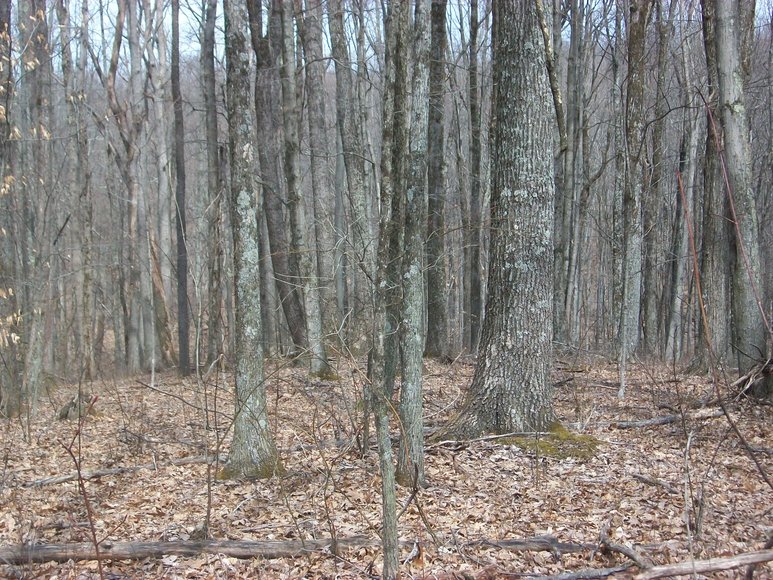 Image for LAND AUCTION: 40+/- ACRES IN ELKINS, WV