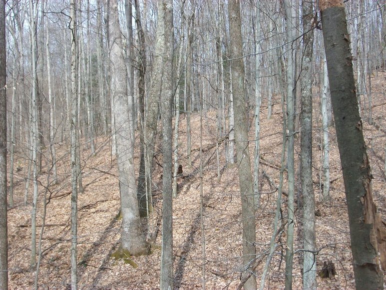 Image for LAND AUCTION: 40+/- ACRES IN ELKINS, WV