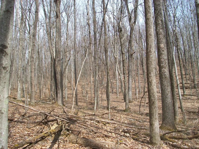 Image for LAND AUCTION: 40+/- ACRES IN ELKINS, WV