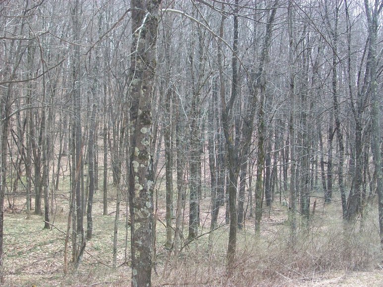Image for LAND AUCTION: 40+/- ACRES IN ELKINS, WV