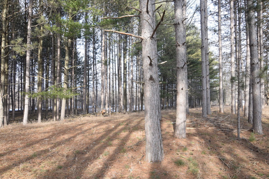 Image for Approximately 160 acres on Nature Rd, Section 15 Town of Matteson, Waupaca County.