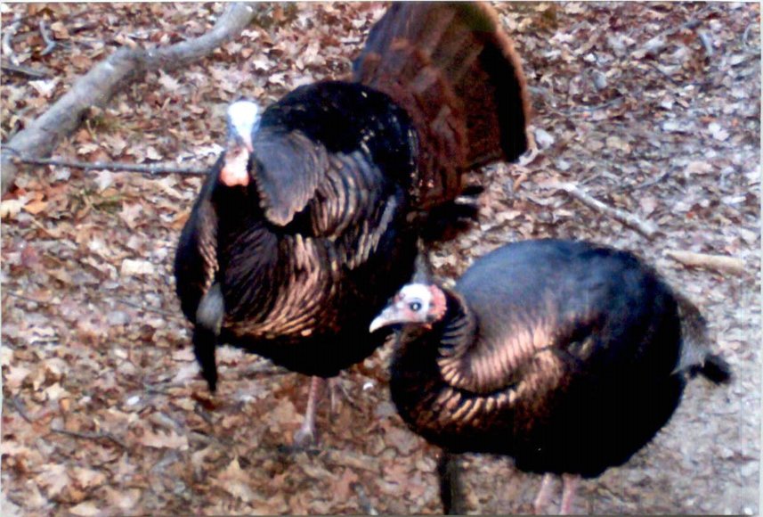 Image for Approximately 160 acres on Nature Rd, Section 15 Town of Matteson, Waupaca County.