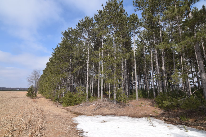 24+ ACRES WOODED/BUILDABLE LAND w/CABIN TOWN OF MAINE, OUTAGAMIE COUNTY