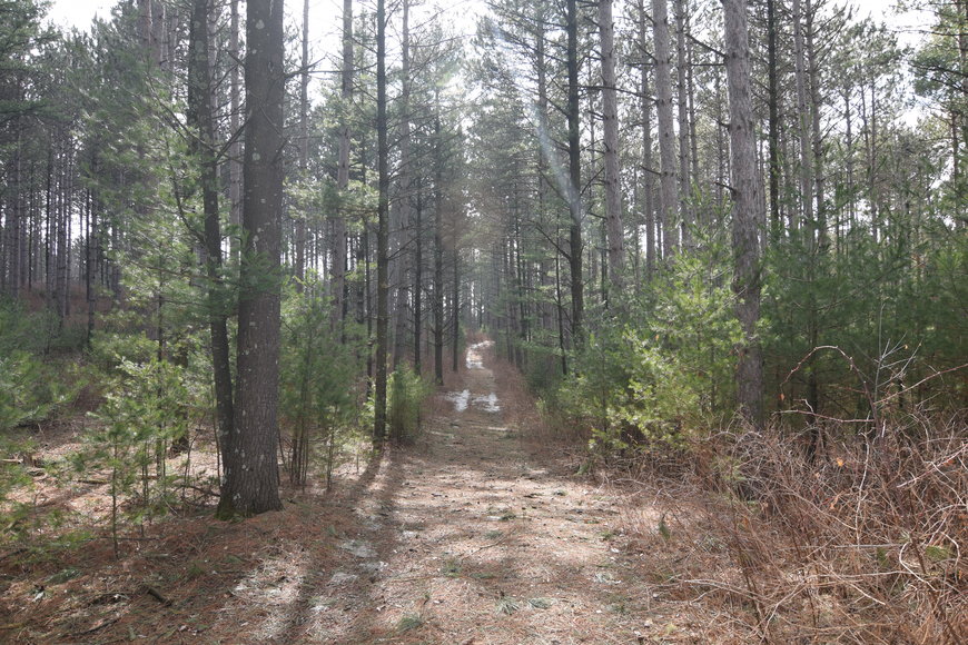 Image for 24+ ACRES WOODED/BUILDABLE LAND w/CABIN - TOWN OF MAINE, OUTAGAMIE COUNTY