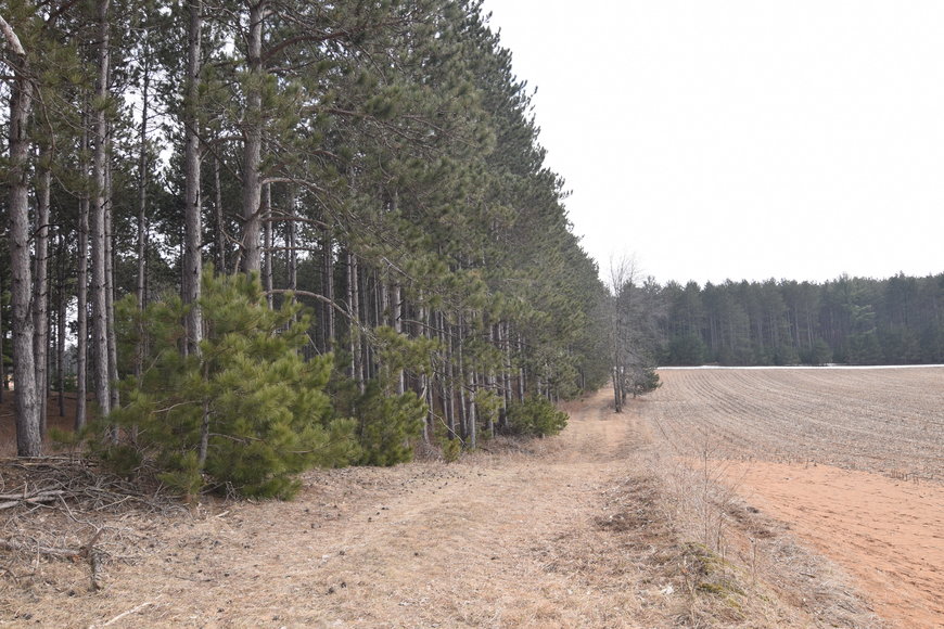 Image for 24+ ACRES WOODED/BUILDABLE LAND w/CABIN - TOWN OF MAINE, OUTAGAMIE COUNTY
