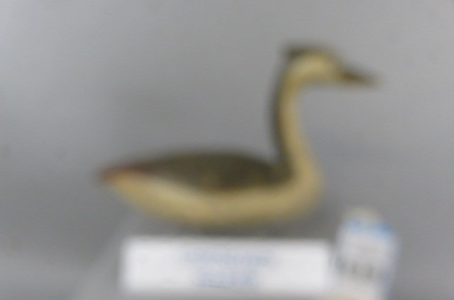 Image for Spring Sportsman's Timed Auction