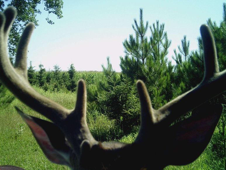 Image for 24+ ACRES WOODED/BUILDABLE LAND w/CABIN - TOWN OF MAINE, OUTAGAMIE COUNTY