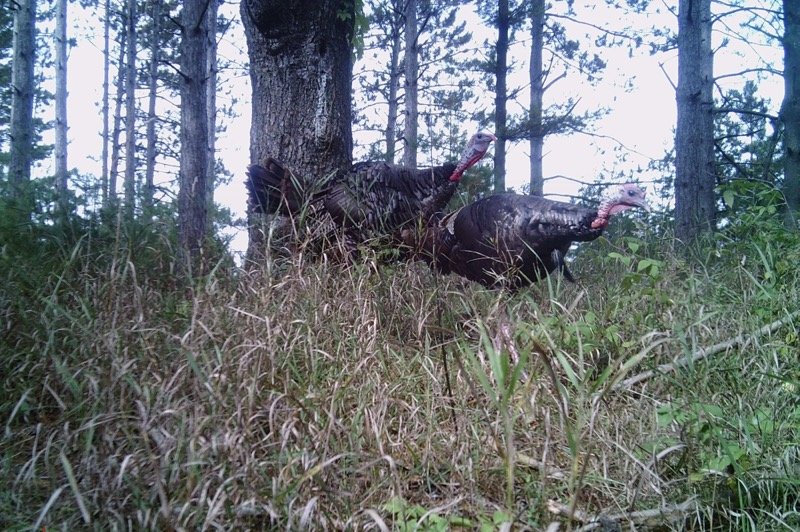 Image for 24+ ACRES WOODED/BUILDABLE LAND w/CABIN - TOWN OF MAINE, OUTAGAMIE COUNTY