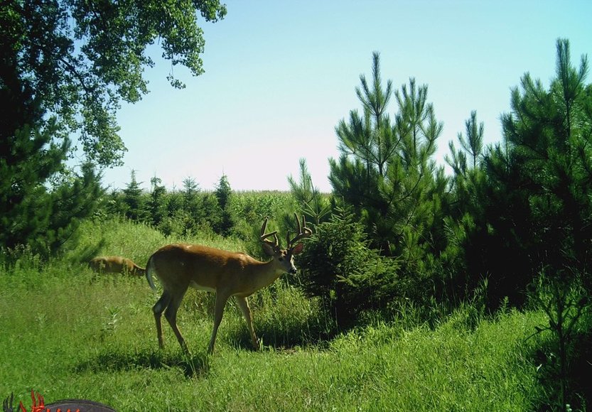 Image for 24+ ACRES WOODED/BUILDABLE LAND w/CABIN - TOWN OF MAINE, OUTAGAMIE COUNTY
