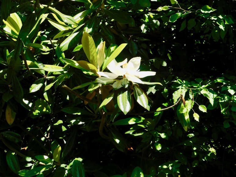 Image for Charming 3 BR/1 BA Home on 2 +/- Gorgeous Acres....Only 15 Miles from Charlottesville  & Close to Wineries!!