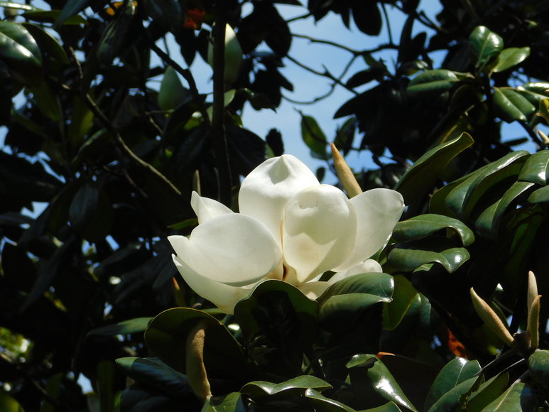 Image for Charming 3 BR/1 BA Home on 2 +/- Gorgeous Acres....Only 15 Miles from Charlottesville  & Close to Wineries!!