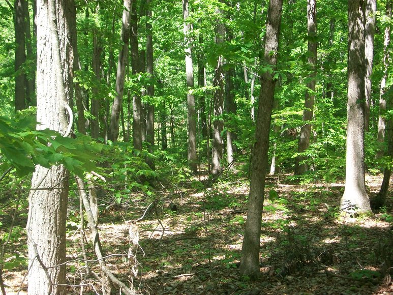 Image for Absolute Land Auction: Oak Hill Park Subdivision (Clarksville, VA)