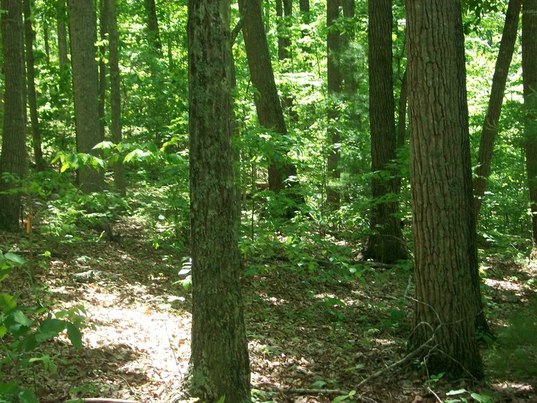 Image for Absolute Land Auction: Oak Hill Park Subdivision (Clarksville, VA)