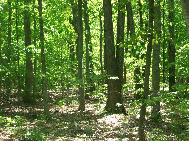 Image for Absolute Land Auction: Oak Hill Park Subdivision (Clarksville, VA)