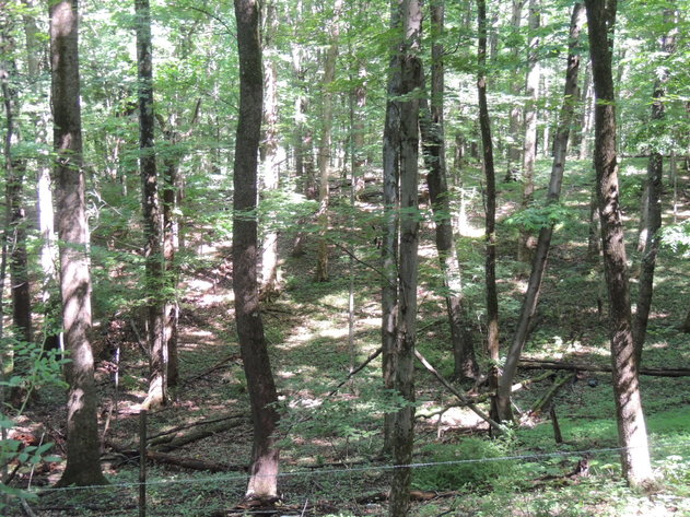 Image for 24 Acres of Recreational Land with Potential Home Sites