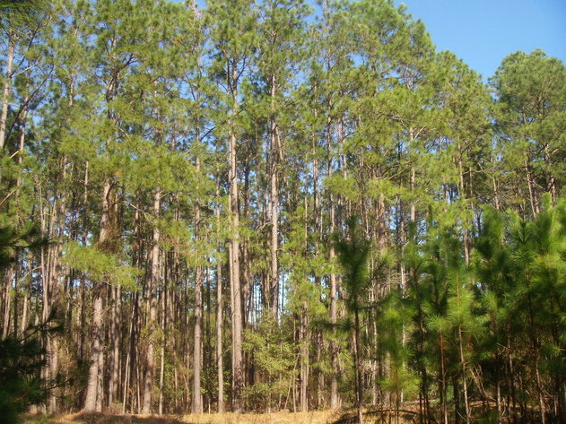 Image for Court Ordered Auction - Treutlen County, GA