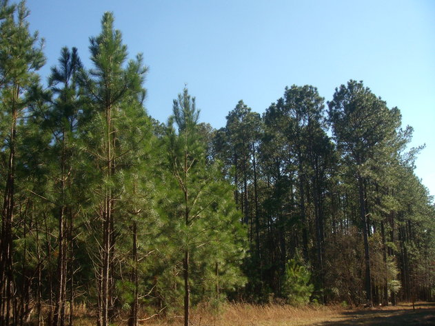 Image for Court Ordered Auction - Treutlen County, GA