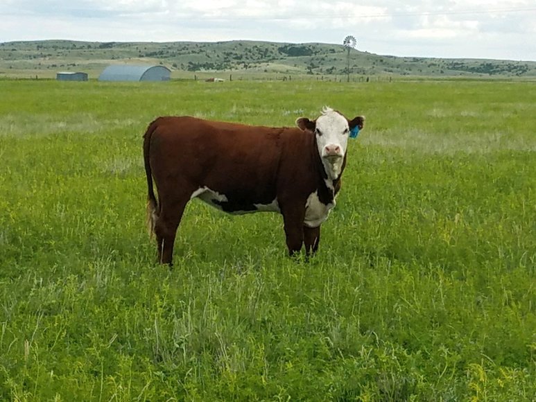 Image for ROSEBUD COUNTY, MONTANA - HUNTING PROPERTY