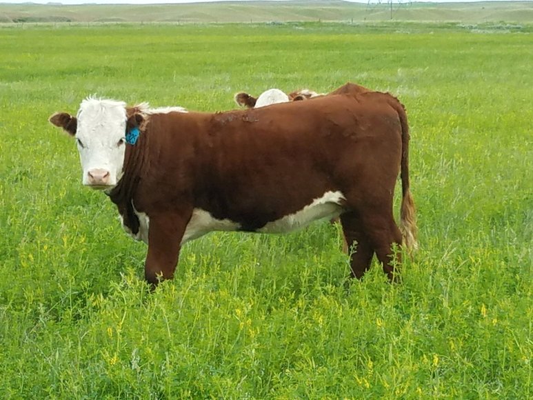 Image for ROSEBUD COUNTY, MONTANA - HUNTING PROPERTY