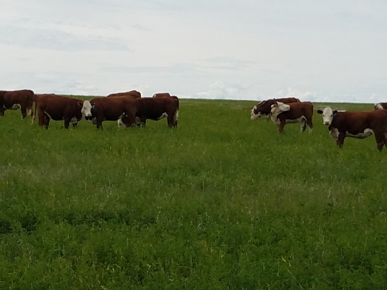 Image for ROSEBUD COUNTY, MONTANA - HUNTING PROPERTY